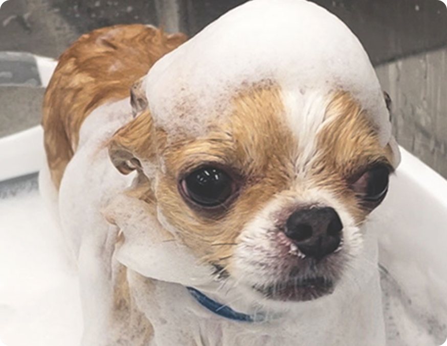 フォーミーシャンプーをしているワンちゃん