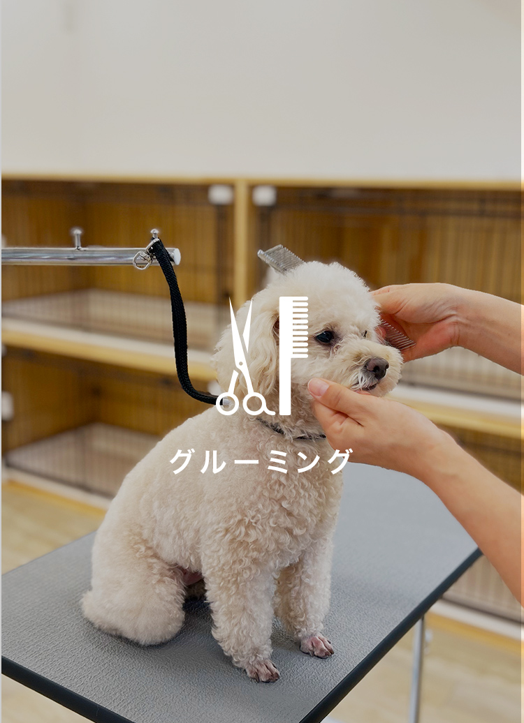 グルーミング