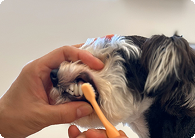歯磨きをしているワンちゃん