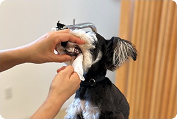 tsumugiの歯磨きのメリット1