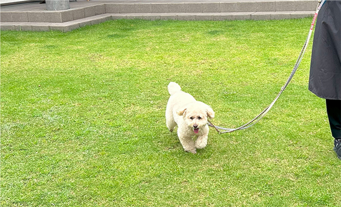 お散歩中のワンちゃん