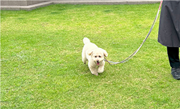 お散歩中のワンちゃん