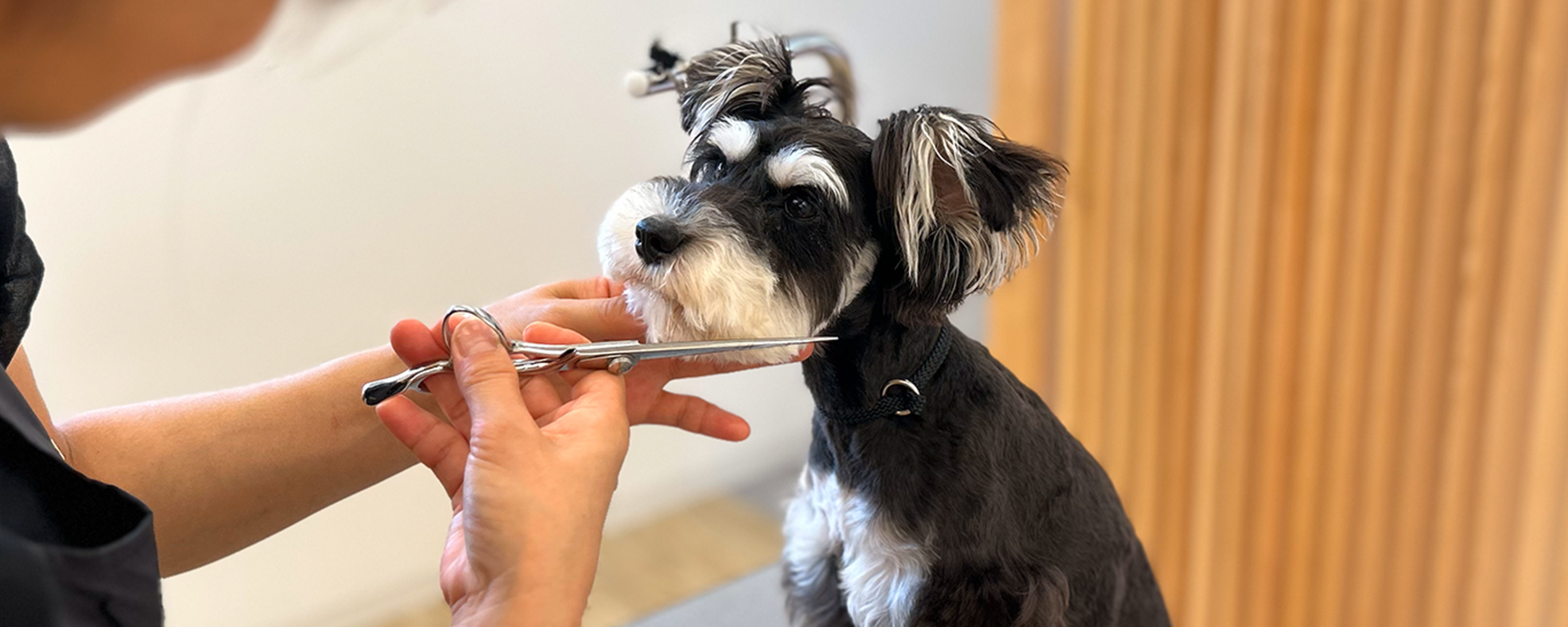 トリミングの様子