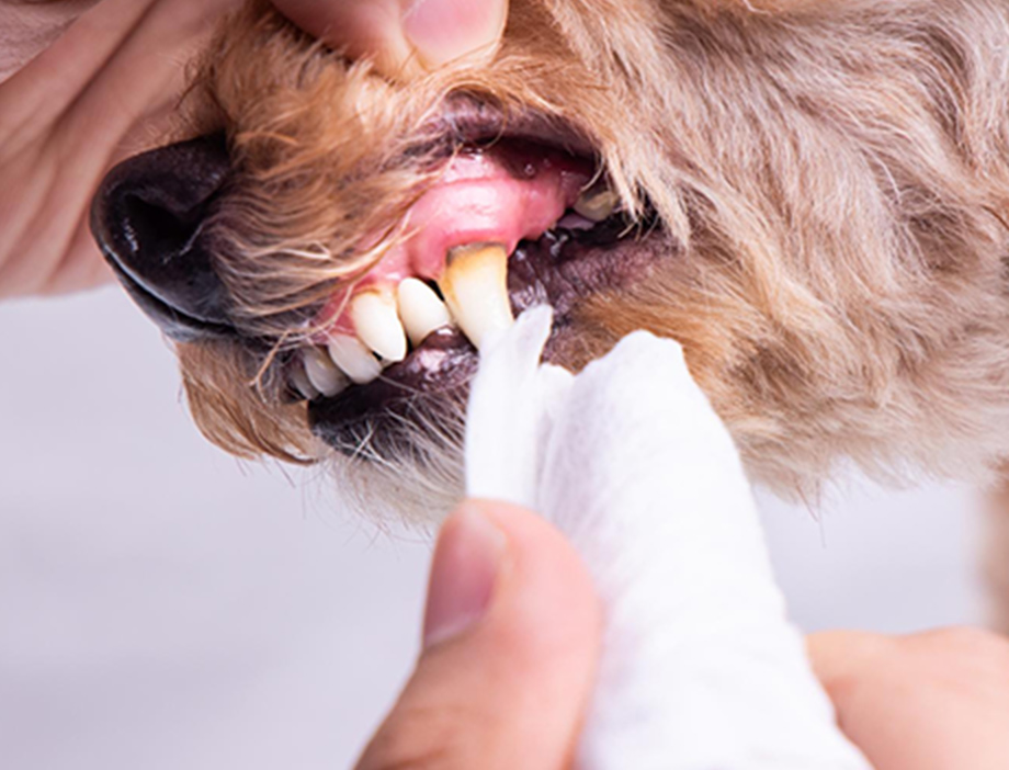 歯みがきしているワンちゃん