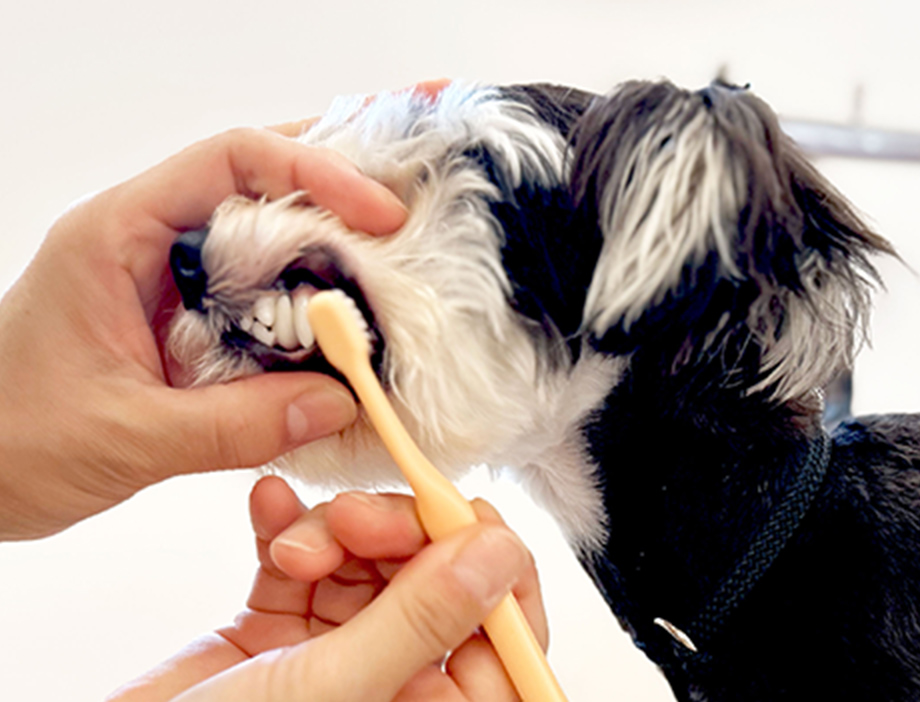 歯みがきしているワンちゃん