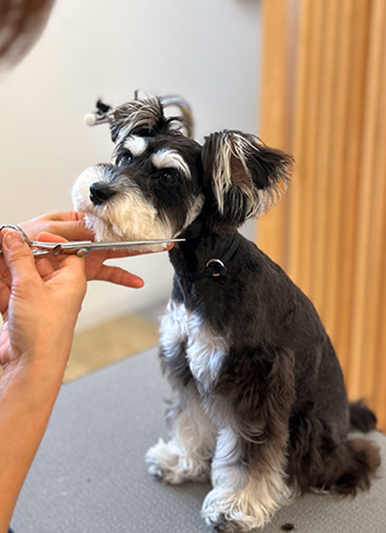 トリミングの様子