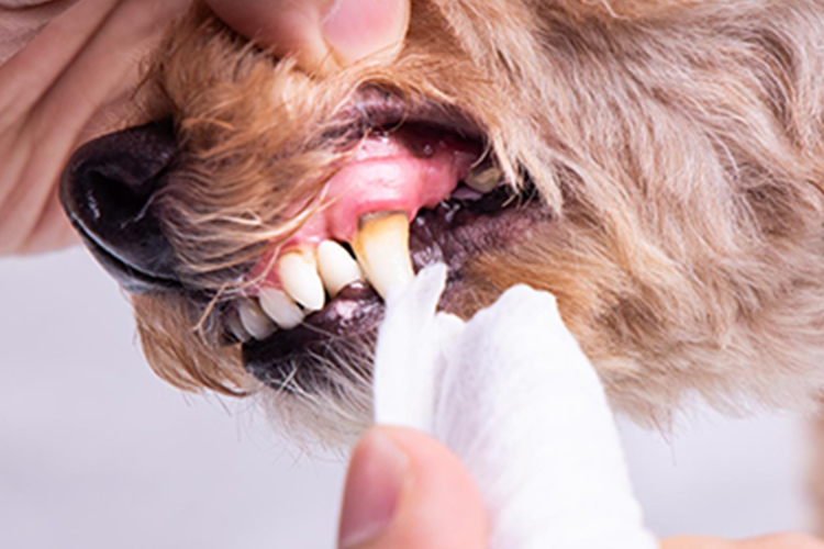 歯みがきしているワンちゃん